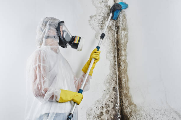 Best Residential Mold Remediation in Monticello, MS
