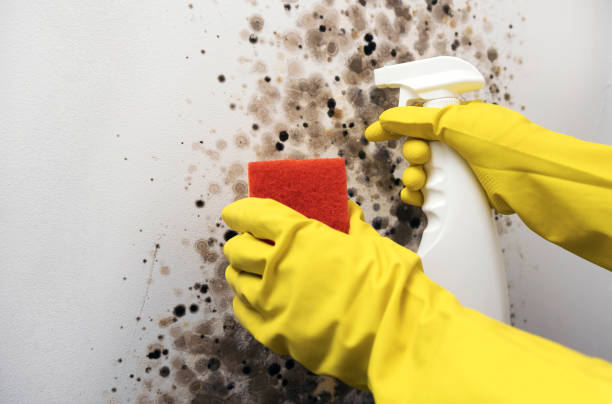 Best DIY Mold Remediation Support Services in Monticello, MS